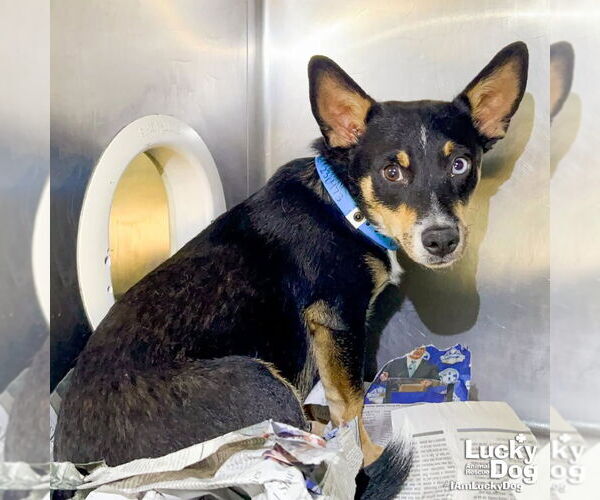 Medium Photo #2 Australian Kelpie-Unknown Mix Puppy For Sale in Washington, DC, USA