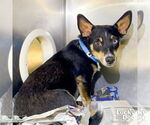 Small #1 Australian Kelpie Mix