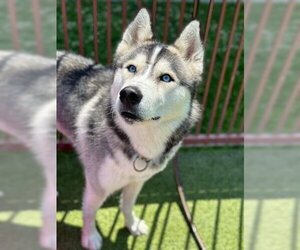 - Mix Dogs for adoption in Upland, CA, USA