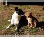 Small #13 American Pit Bull Terrier-Labrador Retriever Mix