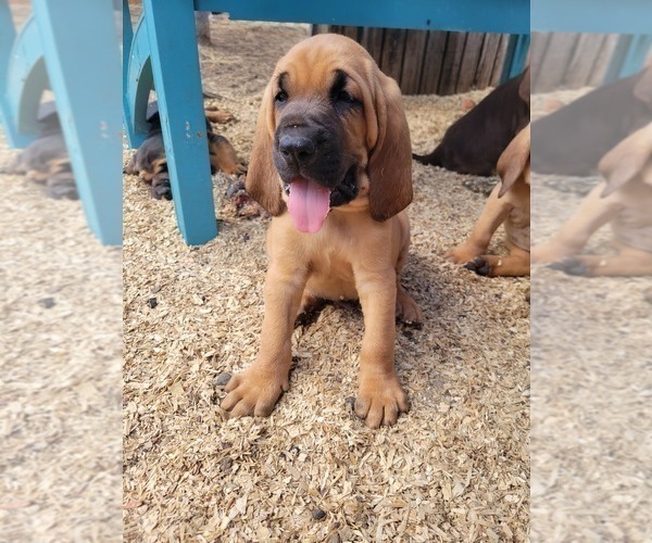 Medium Photo #2 Bloodhound Puppy For Sale in NEW PORT RICHEY, FL, USA
