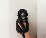 Small Photo #3 Bernedoodle Puppy For Sale in MOULTON, AL, USA