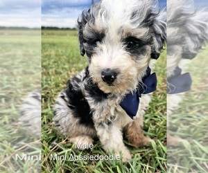 Aussie-Poo-Aussiedoodle Miniature  Mix Puppy for sale in TAYLOR, TX, USA