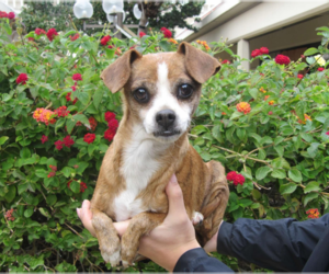 Boo Boo - Female Chihuahua-Unknown Mix Dog for Adoption - Photo #5