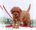 Small #3 Goldendoodle (Miniature)