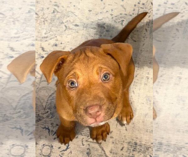Medium Photo #1 Labrador Retriever-Unknown Mix Puppy For Sale in Tarrytown, GA, USA