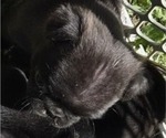 Small Photo #83 Pug Puppy For Sale in HILLSDALE, MI, USA