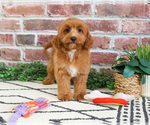 Small #2 Cavapoo (Miniature)