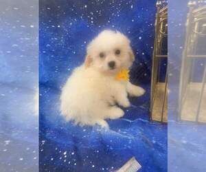 Shih-Poo Puppy for sale in INDIANAPOLIS, IN, USA