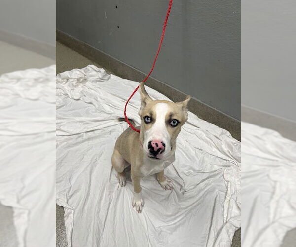 Medium Photo #1 American Pit Bull Terrier-Unknown Mix Puppy For Sale in Las Vegas, NV, USA