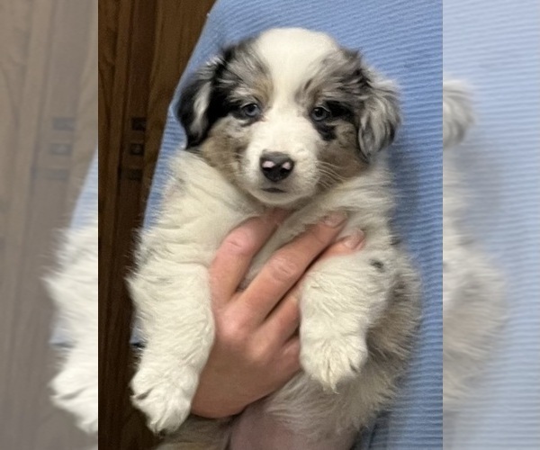 Medium Photo #1 Shel-Aussie Puppy For Sale in FORT MORGAN, CO, USA