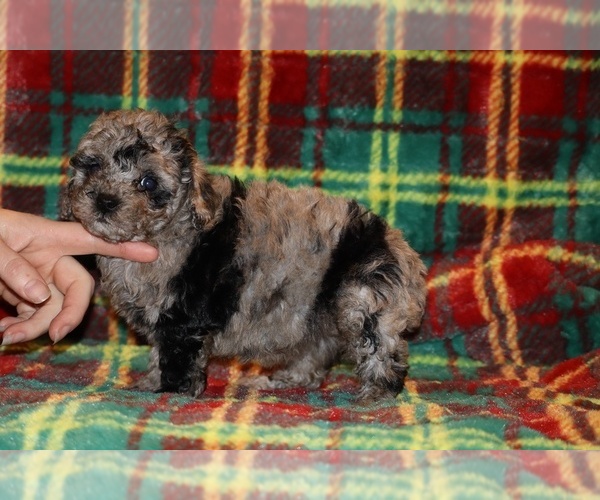 Medium Photo #7 Poodle (Toy) Puppy For Sale in DYERSBURG, TN, USA