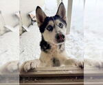Small #1 Siberian Husky
