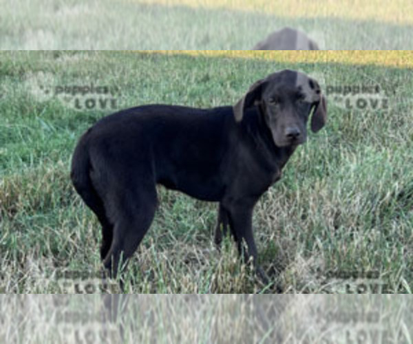 Medium Photo #6 Labrador Retriever Puppy For Sale in SANGER, TX, USA