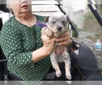 Puppy Purple Australian Cattle Dog