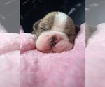 Puppy Hermione Boston Terrier