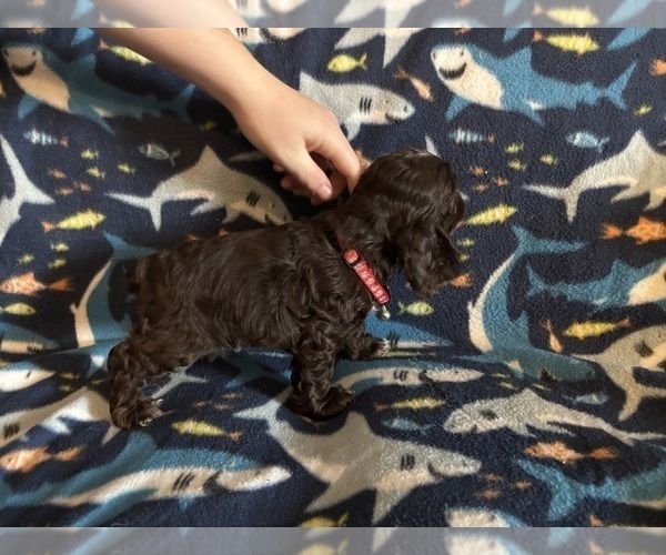 Medium Photo #6 Cocker Spaniel Puppy For Sale in COLBERT, GA, USA