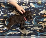 Small #5 Cocker Spaniel