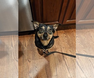 CHICO - Male Miniature Pinscher-Unknown Mix Dog for Adoption - Photo #3