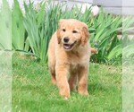 Small Photo #7 Golden Irish Puppy For Sale in JONES, MI, USA