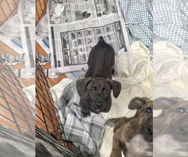 Medium Photo #1 Labrador Retriever-Unknown Mix Puppy For Sale in SHERBURNE, NY, USA