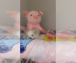 Small #3 Maltese