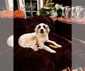 Marlin (AL) - Male Anatolian Pyrenees Dog for Adoption - Photo #2