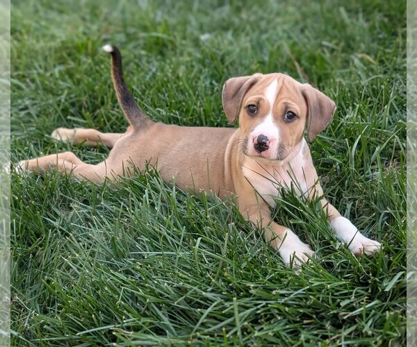 Medium Photo #1 Mutt Puppy For Sale in Holly Springs, NC, USA