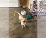Small #3 Labrador Retriever Mix