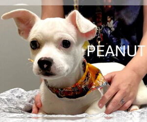 Chihuahua-Unknown Mix Dogs for adoption in Spring Lake, NJ, USA