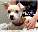 Small Chihuahua Mix