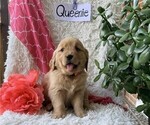 Image preview for Ad Listing. Nickname: Queenie