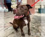 Small #3 Labrador Retriever-Retriever  Mix
