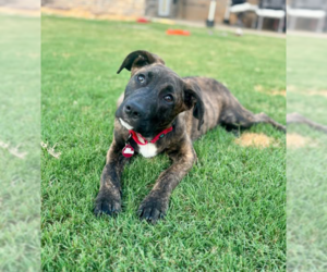 Boxador Dogs for adoption in Boston, MA, USA