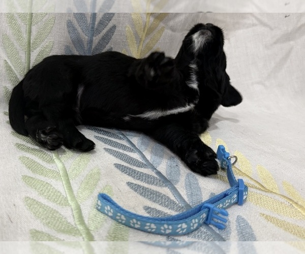 Medium Photo #14 Labradoodle Puppy For Sale in PRESCOTT VALLEY, AZ, USA