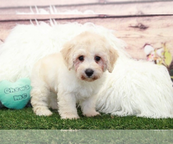 Medium Photo #2 Poodle (Toy) Puppy For Sale in MARIETTA, GA, USA