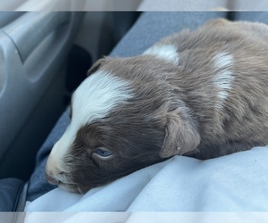 Border Collie Puppy for sale in WRIGHTSVILLE, PA, USA