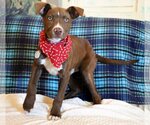Small #25 American Pit Bull Terrier Mix