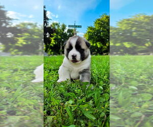 Akita Puppy for Sale in HUTCHINSON, Minnesota USA