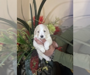 Goldendoodle Puppy for sale in TAMPA, FL, USA