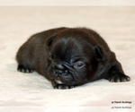 Small Photo #27 French Bulldog Puppy For Sale in WINNSBORO, TX, USA
