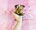 Small #18 Yorkshire Terrier