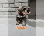 Puppy Rocky Schnauzer (Miniature)