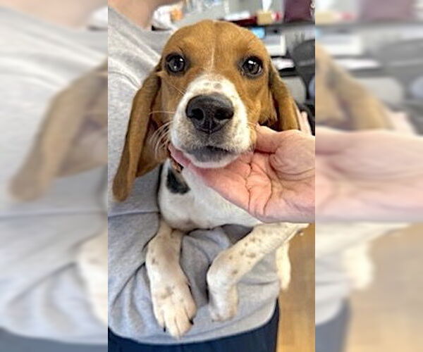 Medium Photo #1 Beagle Puppy For Sale in Mount Airy, NC, USA