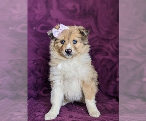 Cavapoo Puppy for sale in QUARRYVILLE, PA, USA