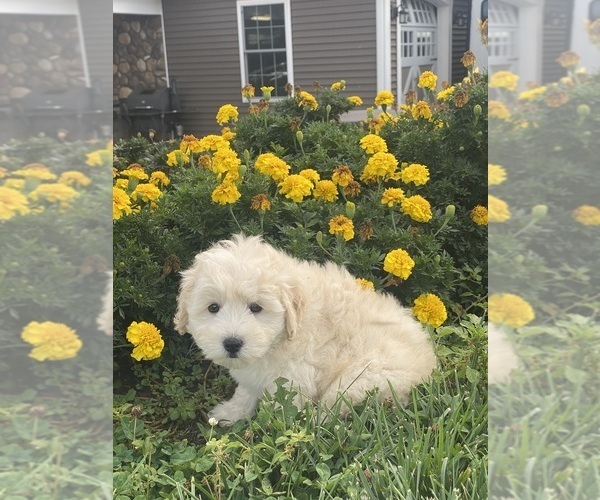 Medium Photo #6 Coton de Tulear-Poodle (Toy) Mix Puppy For Sale in CANOGA, NY, USA
