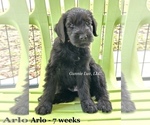 Puppy 9 Schnoodle (Giant)