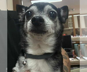 Chihuahua Dogs for adoption in Martinsburg, WV, USA
