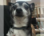 Small Chihuahua