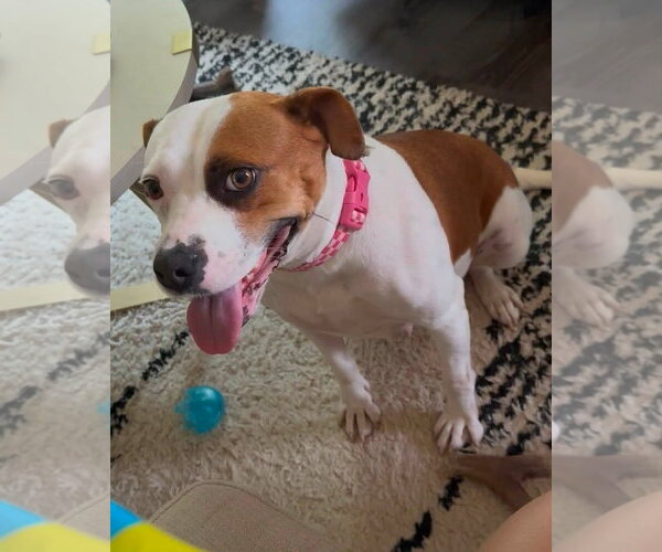 Medium Photo #3 American Pit Bull Terrier-Unknown Mix Puppy For Sale in Germantown, OH, USA